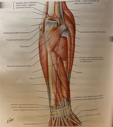 Muscles Of Forearm Deep Layer Anterior View Diagram Quizlet