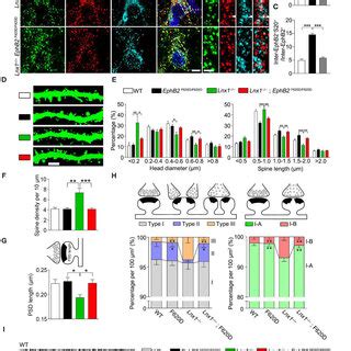 Ephb Kinase Activation Promotes Synaptogenesis A Internalization