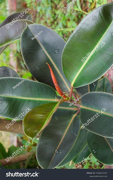 Ficus Elastica Known Rubber Fig Rubber Stock Photo 2166211557