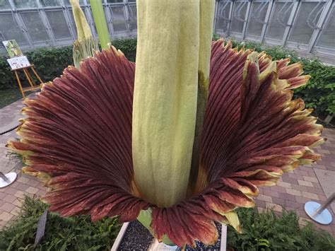 Chicago Botanic Garden Visitors Witness The Rare Bloom Of Two Corpse