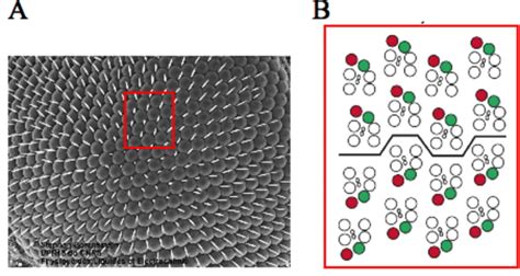 Polarité Planaire Cellulaire dans l oeil de drosophile A Vue de