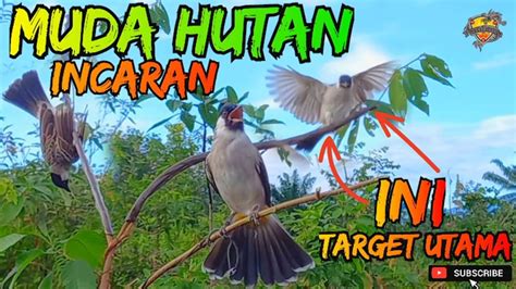 MIKAT BURUNG KUTILANG TARGET UTAMA MUDA HUTAN SUPER YouTube