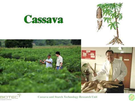 Ppt Promise Of Cassava In Biorefinery Powerpoint Presentation Free