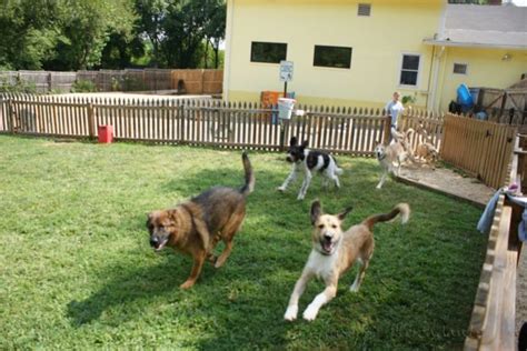 Choosing A best Dog Day Care Services - Ip Dogs - Make Your Home Dog ...