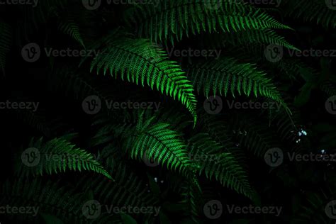 Fern leaves background 23328015 Stock Photo at Vecteezy