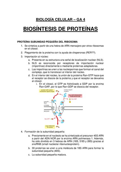 GA4 Biosíntesis de proteínas BIOLOGÍA CELULAR GA 4 BIOSÍNTESIS DE