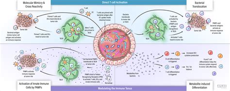 Role Of Microbiota In Cancer Immunotherapy — Hannah Bryce Ely Cmi