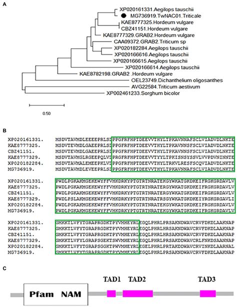 Phylogenetic Relationships Among Nac Proteins In Plants And The