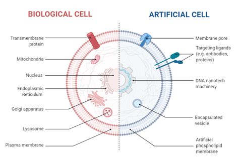 Comparison Between a Biological Cell and an Artificial Cell | BioRender ...