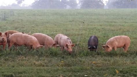 Organic Pasture Raised Pork Elmwood Stock Farm