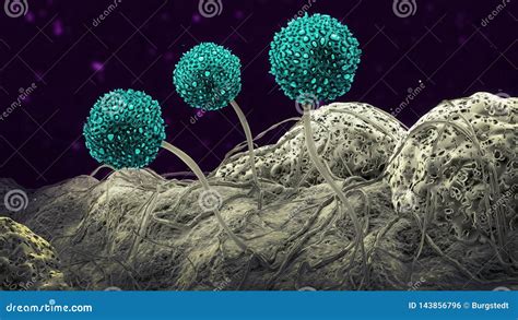 Spores Of Microscopic Fungi Stock Photo | CartoonDealer.com #153715344