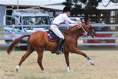 Horse Gait- What are the four paces of a horse? | Ranvet