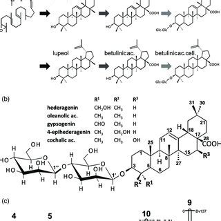 (PDF) Identification and genome organization of saponin pathway genes ...