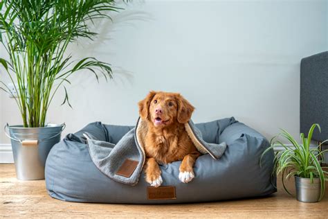3 Telltale Signs Your Dog's Acl Has Gone Down