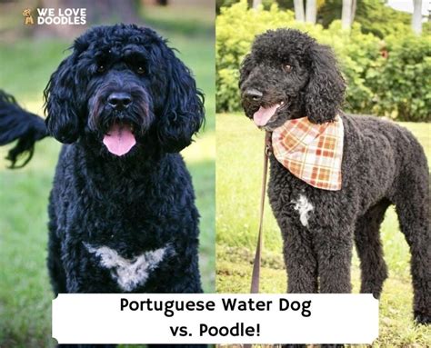 Portuguese Water Dog vs. Poodle: Dog Breed Comparison!