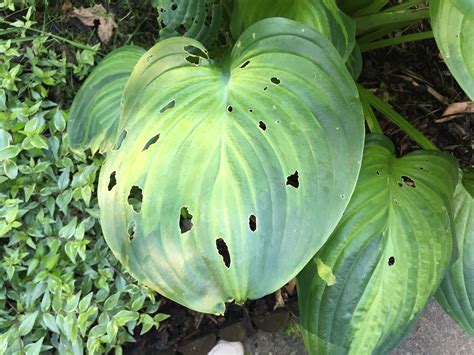 Stop Slugs Eating Hostas In Pots 3 Hacks That Actually Work The Garden Hows