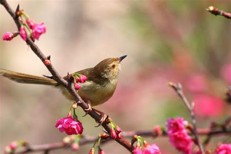 Fond d écran oiseau animal la nature fleurs de cerisier printemps