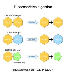 Fermentation Metabolic Process Consumes Sugar Yeast Stock Vector