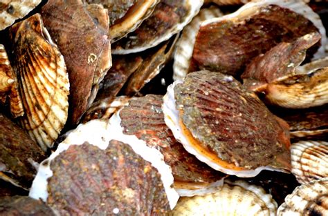 Kerang Kecil Warna Putih Bernadette Mitchell