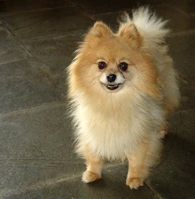 Pomeranian Dog Names