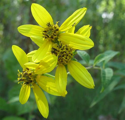 Using Georgia Native Plants: Hooray for Helianthus!