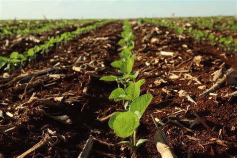 Cenário Atual Do Cultivo De Café Arábica Em Goiás é O Destaque Do Agro