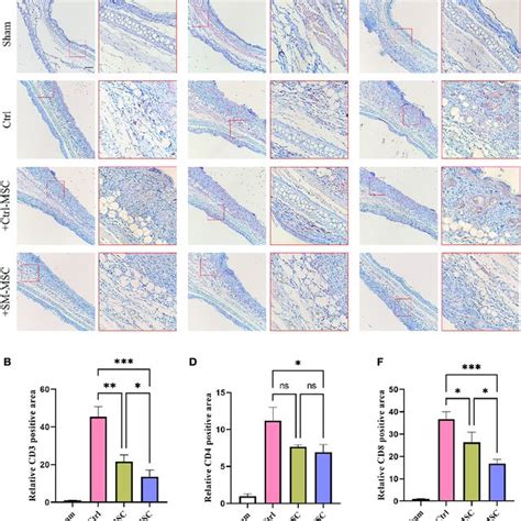 Analysis Of Msc Phenotype And Differentiation Potential A Morphology Download Scientific