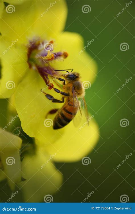 Abeja Que Recolecta El Polen Foto De Archivo Imagen De Abeja Flora