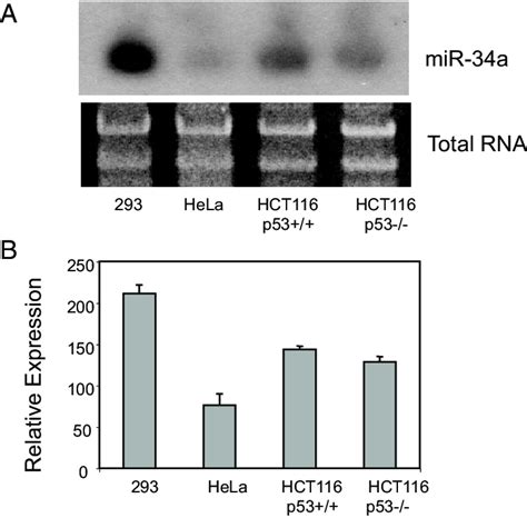 Expression Of Mir 34a A Human Cell Lines Including Human Colon Download Scientific Diagram