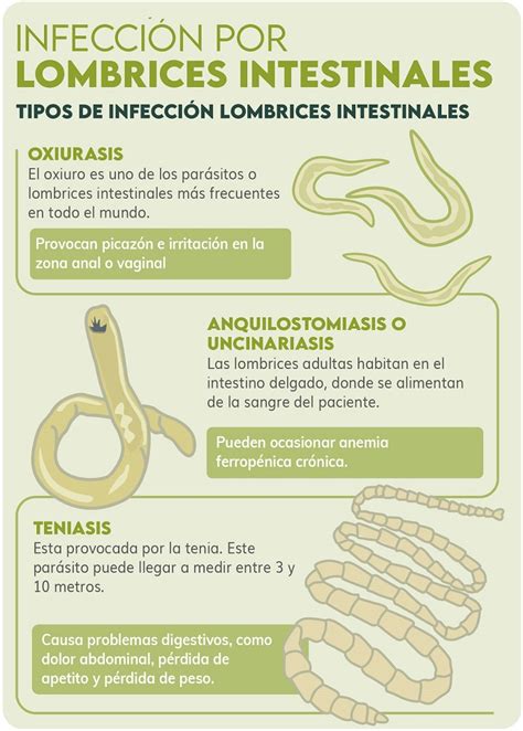 Lombrices Intestinales Dipylidium Caninum Parasitos En Perros En Forma