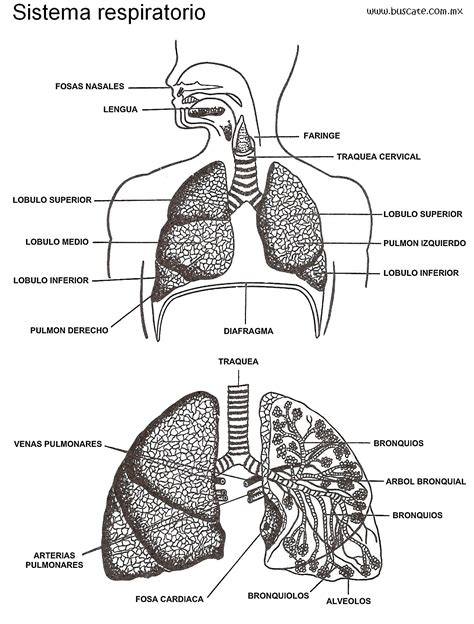 Imagens De Sistema Respiratório