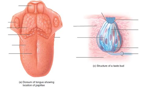 HLSC 120, Chp. 21 - Dorsum of tongue showing location of papillae ...