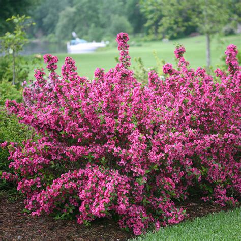 Weigela Sonic Bloom Pink Winter