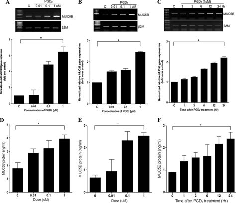 PGD 2 Induces MUC5B Expression In NHNE And Human Lung Mucoepidermoid