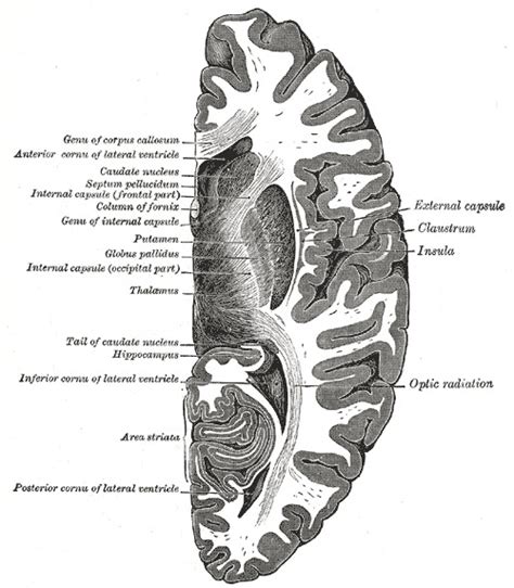 Neuroanatomy Hippocampus Statpearls Ncbi Bookshelf