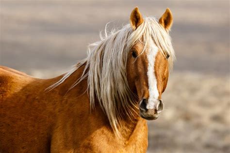 Golden Palomino Stallion