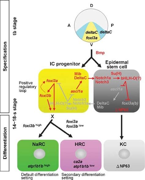 Schematic Diagram Shows The Molecular Mechanism Controlling Epidermal