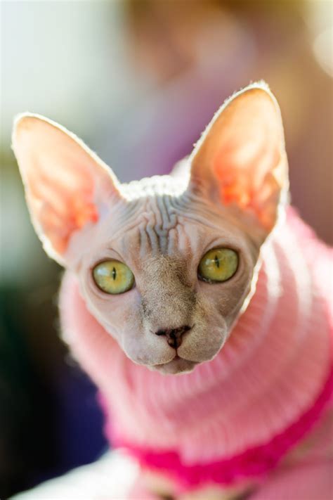 Someone Put Their Sphynx Cat In A Wig And Dress And Im Laughing So Hard Right Now