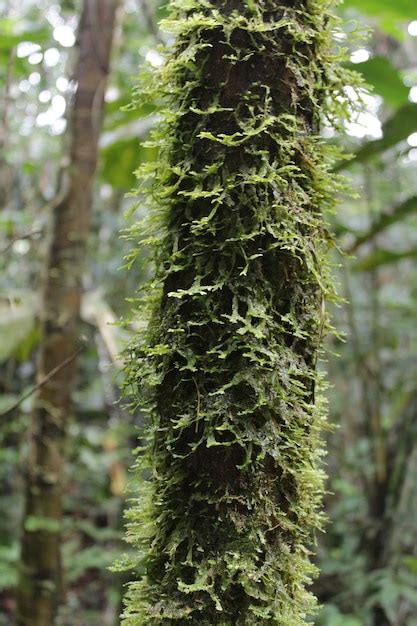 Un tronco de árbol con musgo y la palabra selva en la parte inferior