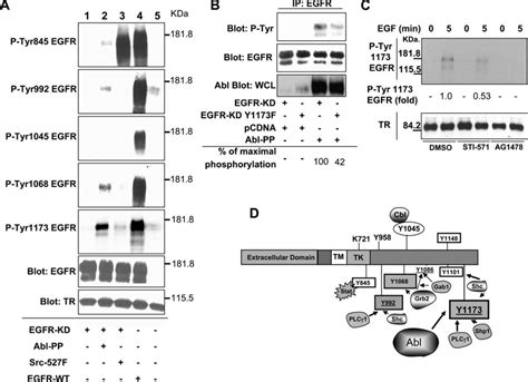 Kinase Active Abl Phosphorylates The Egfr Predominantly On Tyrosine