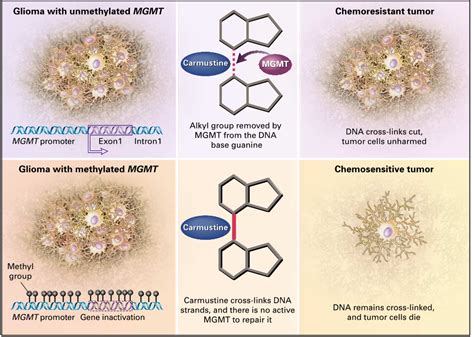 Figure Mechanism Of Enhanced Chemosensitivity Resulting From