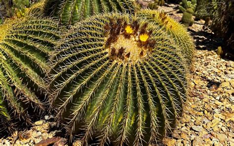 Latin American Desert Plants at the Garden | Desert Botanical Garden