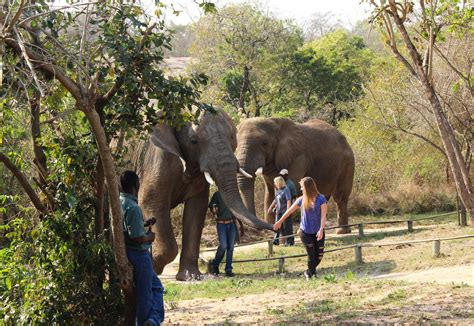 Hazyview Elephant Sanctuary • Young Wayfarer