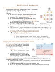 BIO380 Lecture 2 Docx BIO380 Lecture 2 Gametogenesis Sex