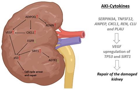 Secreted Cytokines within the Urine of AKI Patients Modulate TP53 and