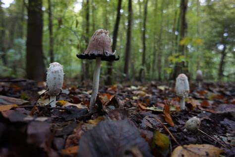 Foraging The Shaggy Mane Mushroom Coprinus Comatus Eat The Planet