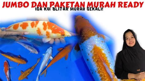 ISTIMEWA Ikan Koi Calon Jumbo Ready Banyak Di Isa Koi Blitar YouTube