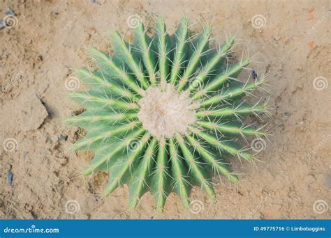 Cactus Desert Plant Stock Photo - Image: 49775716