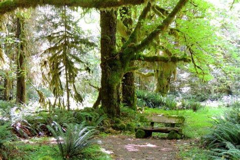 Explore The Incredible Quinault Rain Forest In Olympic National Park