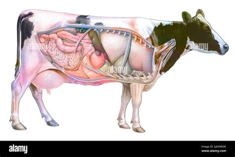 Anatomia Di Una Mucca Che Mostra I Polmoni Sistema Digestivo Foto